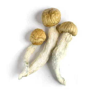 buy penis envy mushrooms