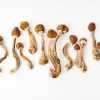 gold cap mushrooms